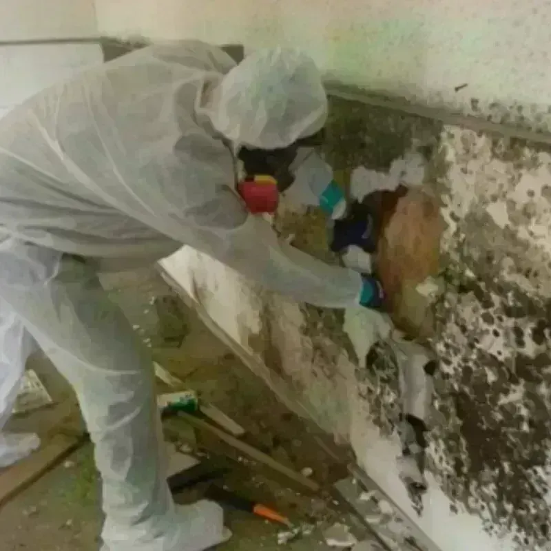 Mold Remediation and Removal in Flatwoods, KY